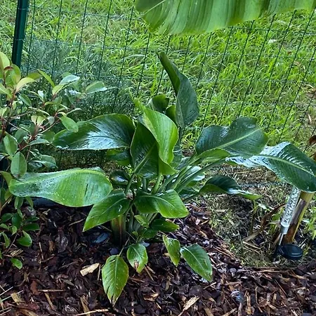 Les Pieds Dans L Eau De Betty 50 M *