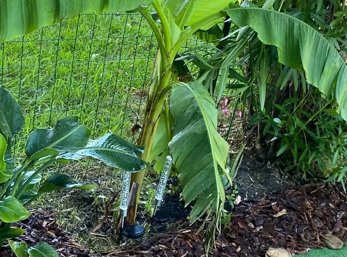 Les Pieds Dans L Eau De Betty 50 M * Ghisonaccia