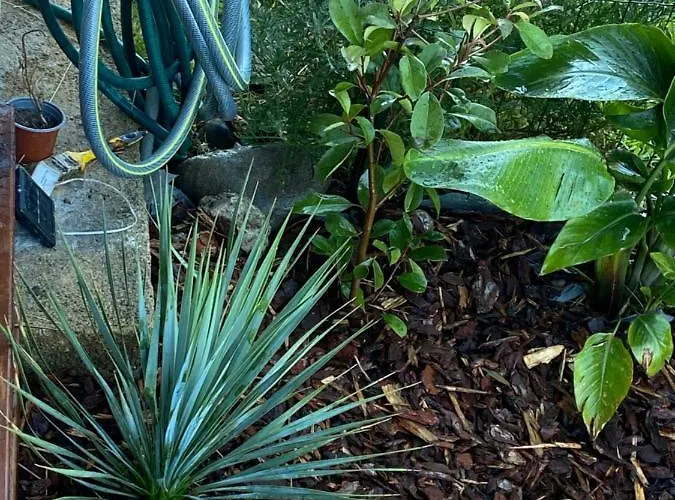 Appartement Les Pieds Dans L Eau De Betty 50 M Ghisonaccia