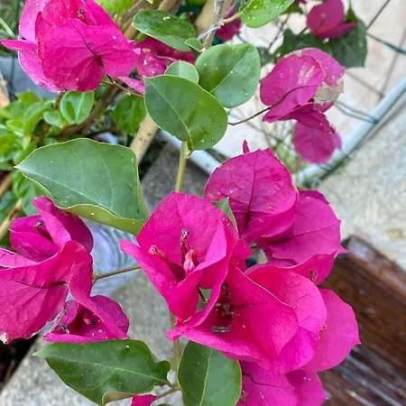 Lägenhet Les Pieds Dans L Eau De Betty 50 M Ghisonaccia