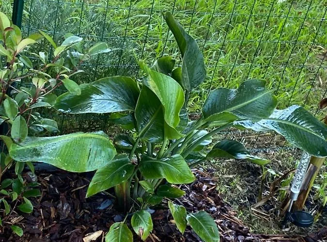 Les Pieds Dans L Eau De Betty 50 M *