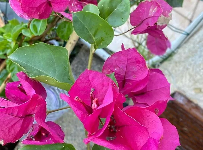 Apartment Les Pieds Dans L Eau De Betty 50 M Ghisonaccia